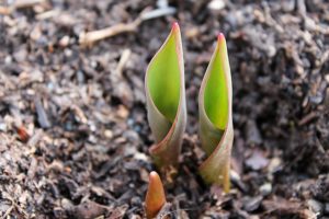 Blumen wachsen im Fr&uuml;hling