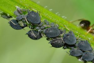 Blattl&auml;use im Garten auf Pflanzen