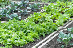Gem&uuml;sebeet im Garten